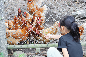 Young girl feeding chickens through a fence